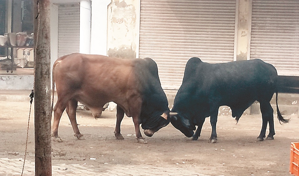 Stray animals causing road accidents
